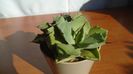 Agave isthmensis