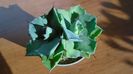 Agave isthmensis