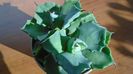 Agave isthmensis