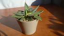 Agave parryi f. minima