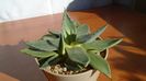 Agave parryi f. minima
