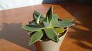 Agave parryi f. minima