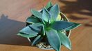 Agave parryi f. minima