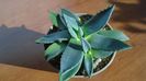Agave parryi f. minima
