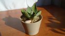 Agave seemanniana