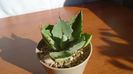 Agave seemanniana