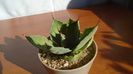 Agave seemanniana