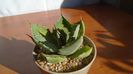 Agave seemanniana