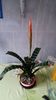 Bromelia - Vriesea Splenriet