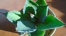 Agave seemanniana