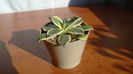 Agave applanata cv. Cream Spike