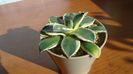 Agave applanata cv. Cream Spike