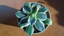 Agave applanata cv. Cream Spike