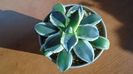 Agave applanata cv. Cream Spike