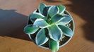 Agave applanata cv. Cream Spike