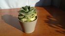 Agave isthmensis cv. Orhi Razin Shirifukurin