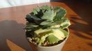 Agave isthmensis cv. Orhi Razin Shirifukurin