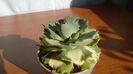 Agave isthmensis cv. Orhi Razin Shirifukurin