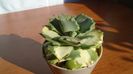 Agave isthmensis cv. Orhi Razin Shirifukurin
