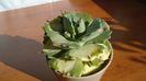 Agave isthmensis cv. Orhi Razin Shirifukurin