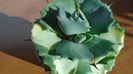 Agave isthmensis cv. Orhi Razin Shirifukurin