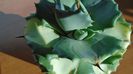 Agave isthmensis cv. Orhi Razin Shirifukurin