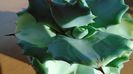 Agave isthmensis cv. Orhi Razin Shirifukurin