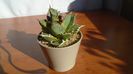 Agave titanota f. aureomarginata
