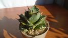 Agave titanota f. aureomarginata