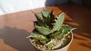 Agave titanota f. aureomarginata