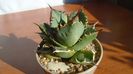 Agave titanota f. aureomarginata