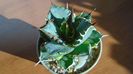 Agave titanota f. aureomarginata