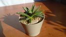 Agave victoriae-reginae