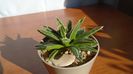 Agave victoriae-reginae