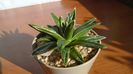 Agave victoriae-reginae