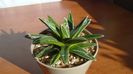 Agave victoriae-reginae