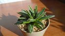 Agave victoriae-reginae