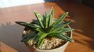 Agave victoriae-reginae