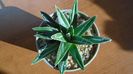 Agave victoriae-reginae