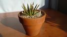 Agave albopilosa