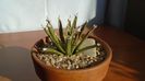 Agave albopilosa