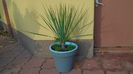 Yucca rostrata