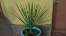 Yucca rostrata