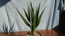 Dracaena draco (Insulele Canare)