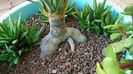 Yucca rostrata, detaliu
