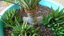 Yucca rostrata, detaliu