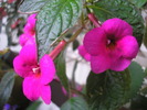 Mozelle