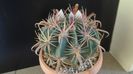 Ferocactus latispinus
