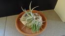 Tillandsia albida & ionantha