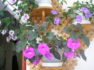 P6230309